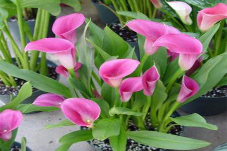 马蹄花