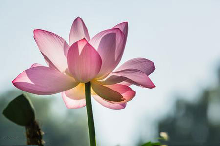 Lotus